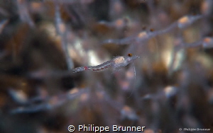 Red Blood Shrimps (5-6 mm) by Philippe Brunner 
